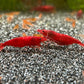 Neocaridina davidi Blood Mary auf dunklem Bodengrund mit Jungtieren