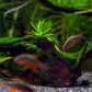 perlhuhnbärbling - danio margaritatus - eigene nachzuchten