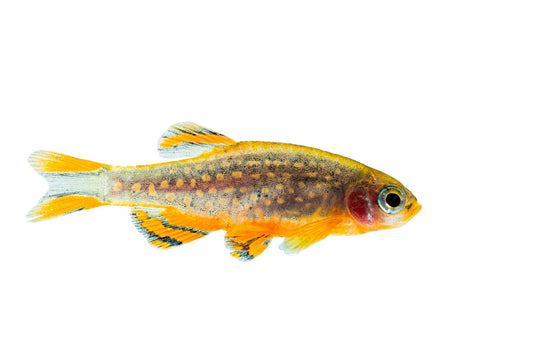 perlhuhnbärbling - danio margaritatus - eigene nachzuchten