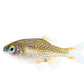 perlhuhnbärbling - danio margaritatus - eigene nachzuchten