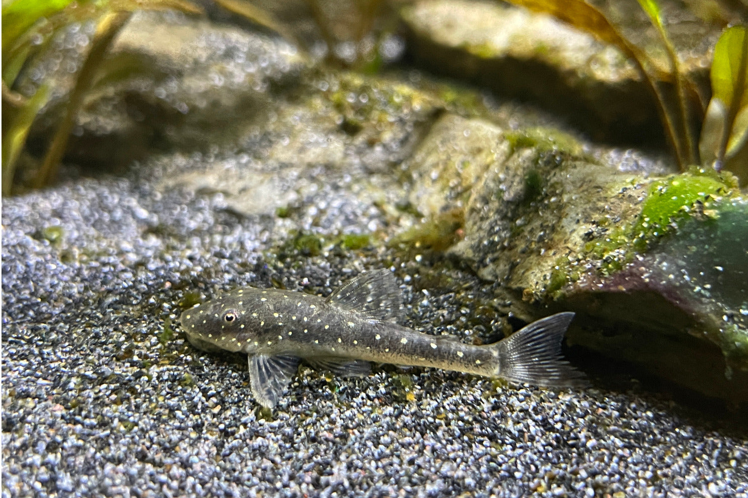 Parotocinclus haroldoi - etwa ausgewachsen bei 4-5 cm