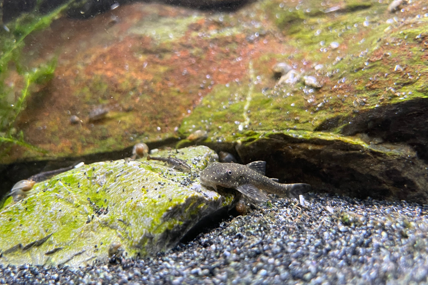 Parotocinclus haroldoi - Im Zuchtbecken leben Elterntiere und Nachzuchten friedlich zusammen.