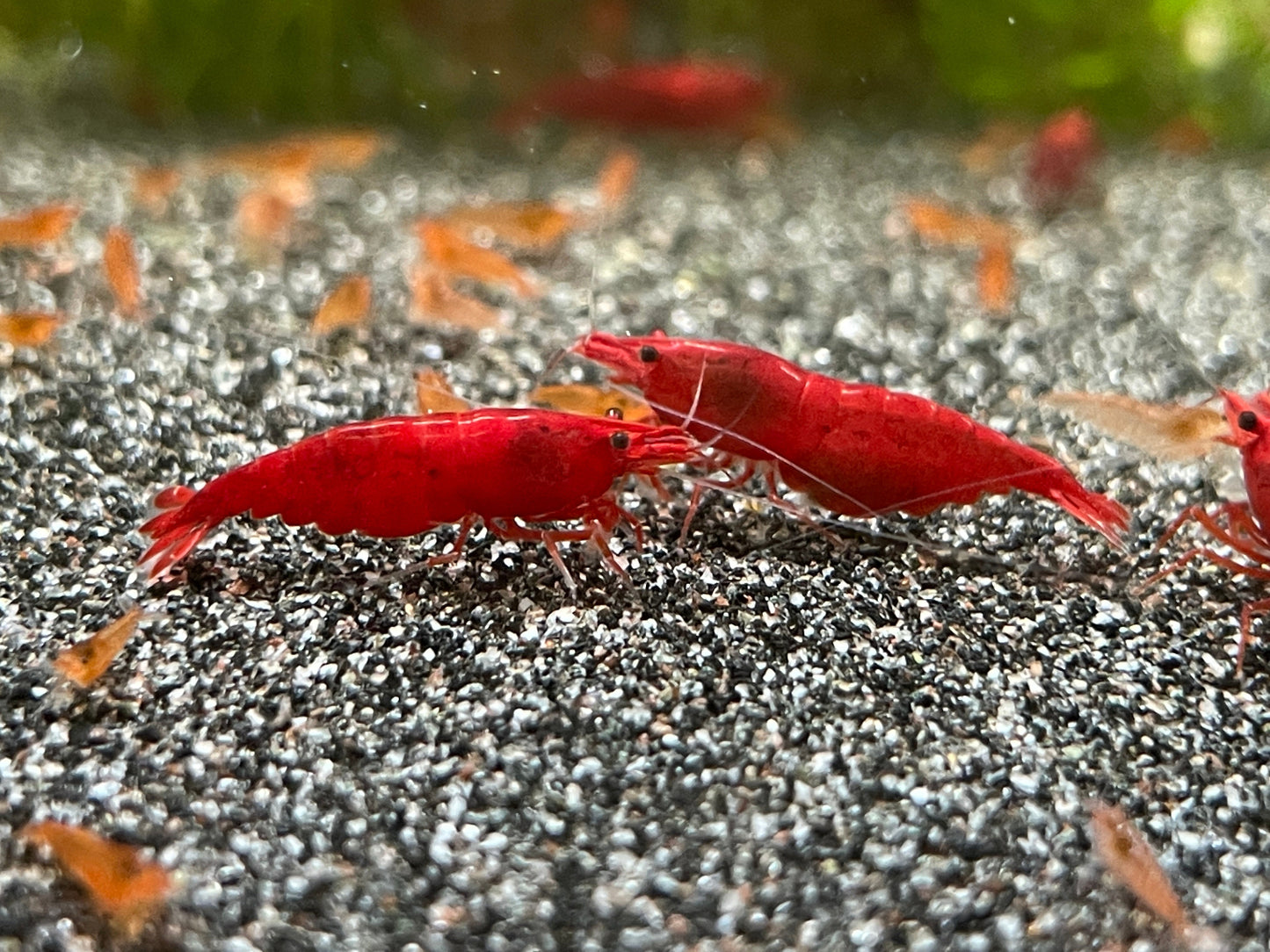 Neocaridina davidi Blood Mary auf dunklem Bodengrund mit Jungtieren und Weibchen