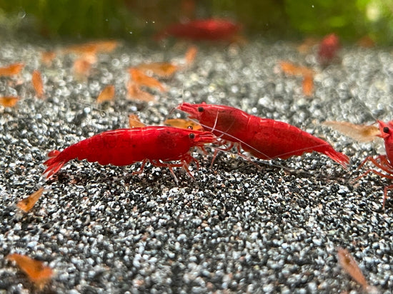 Neocaridina davidi Blood Mary auf dunklem Bodengrund mit Jungtieren und Weibchen