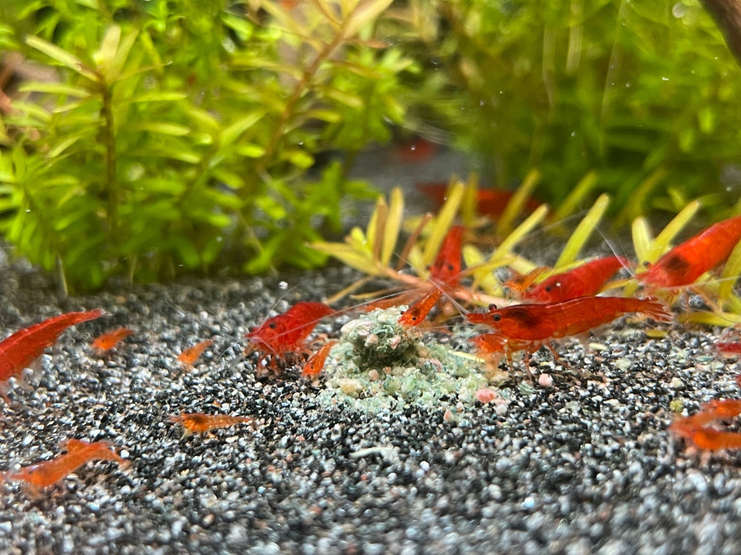 Neocaridina davidi  Bloody Mary Garnelen bei der Fütterung im Aquairum