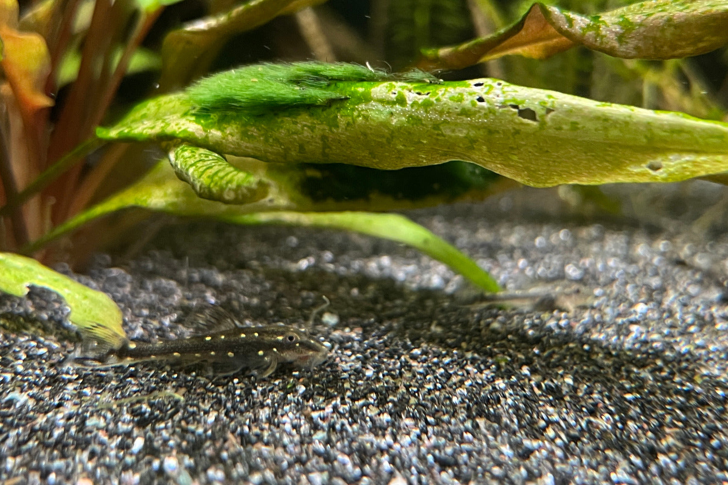 Parotocinclus haroldoi - Jungtier zwischen 2 und 3 cm Länge. Hier zeigt sich erstmals das typische Punktmuster. In dieser Größe erhaltet Ihr unsere Nachzuchten.