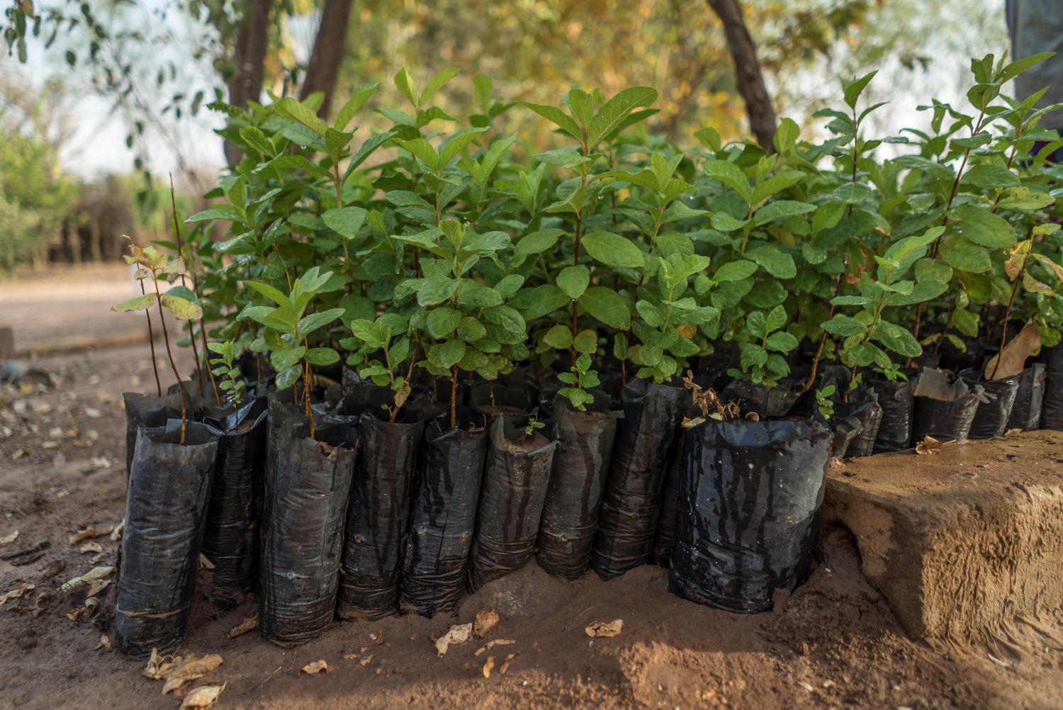 Durch Schulungen lernen die Teilnehmer auch eigene Setzlinge heranzuziehen.